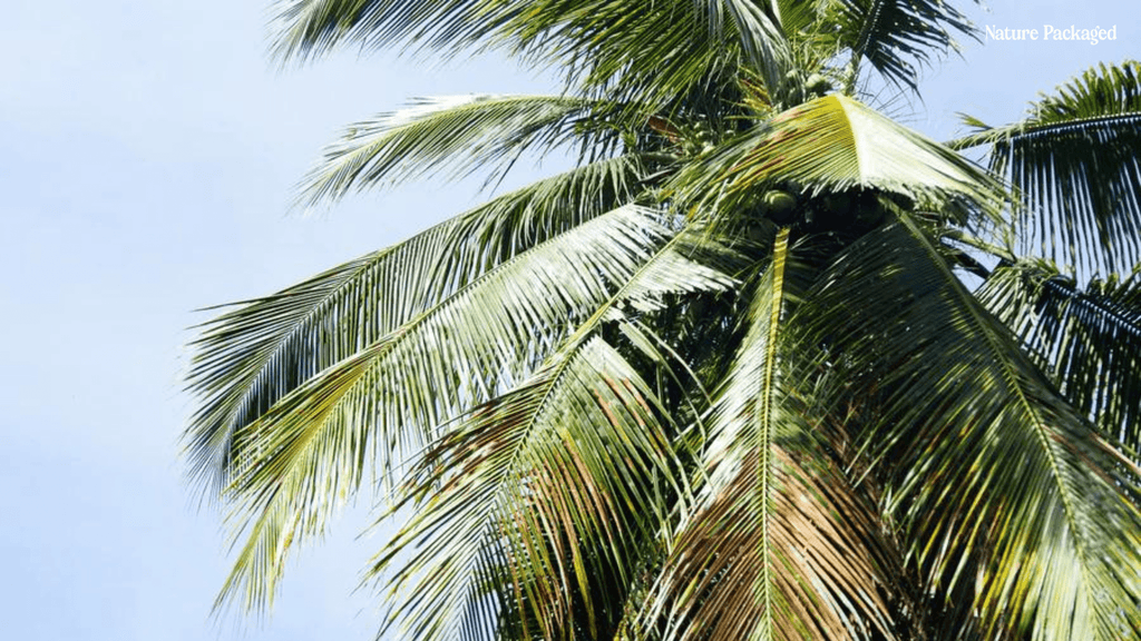 Fractionated Coconut Oil from Nature Packaged - Nature Packaged