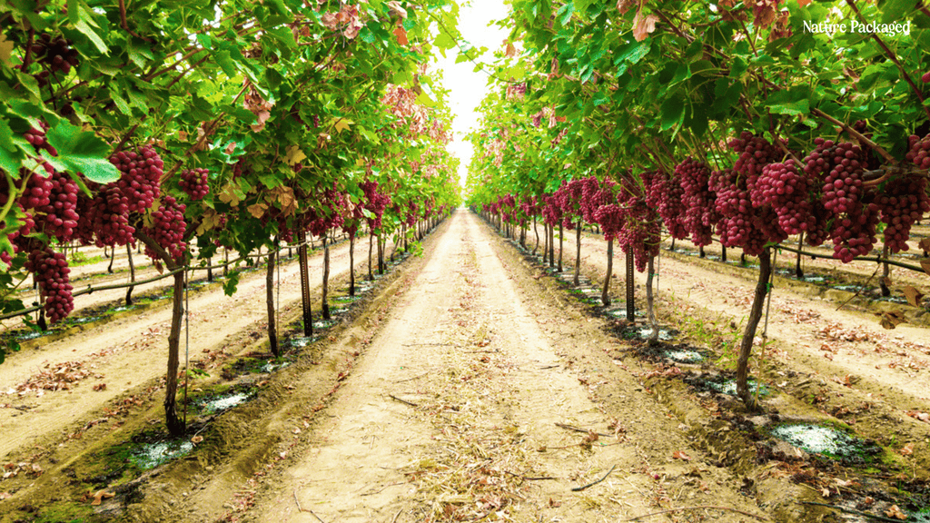 Grapeseed Oil from EIR Oils - Nature Packaged