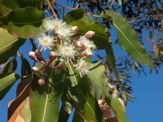 Eucalyptus Essential Oil from China