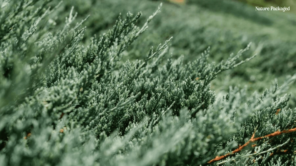 Himalayan Cedarwood Essential Oil from Our Farm Partner in India - Nature Packaged