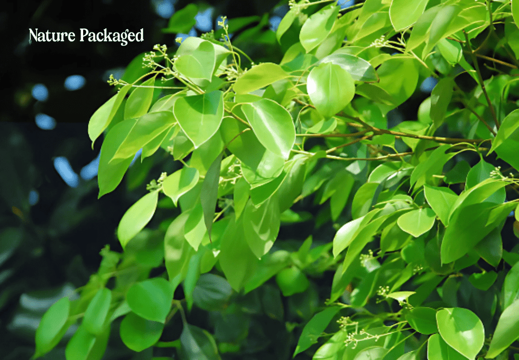 Ho Wood Essential Oil from China - Nature Packaged