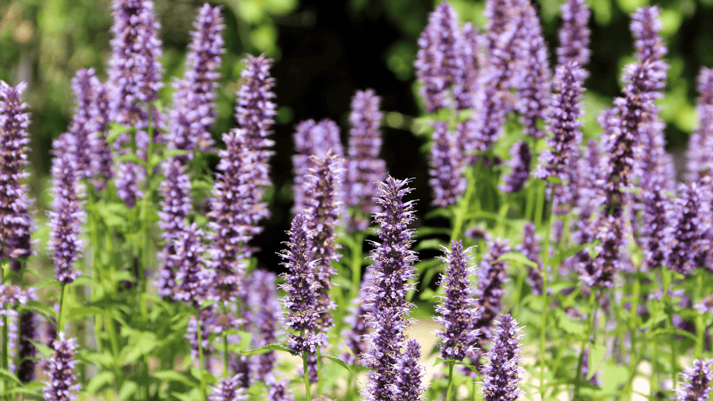 Hyssop Essential Oil: A Herbaceous Classic for Calming Blends - Nature Packaged