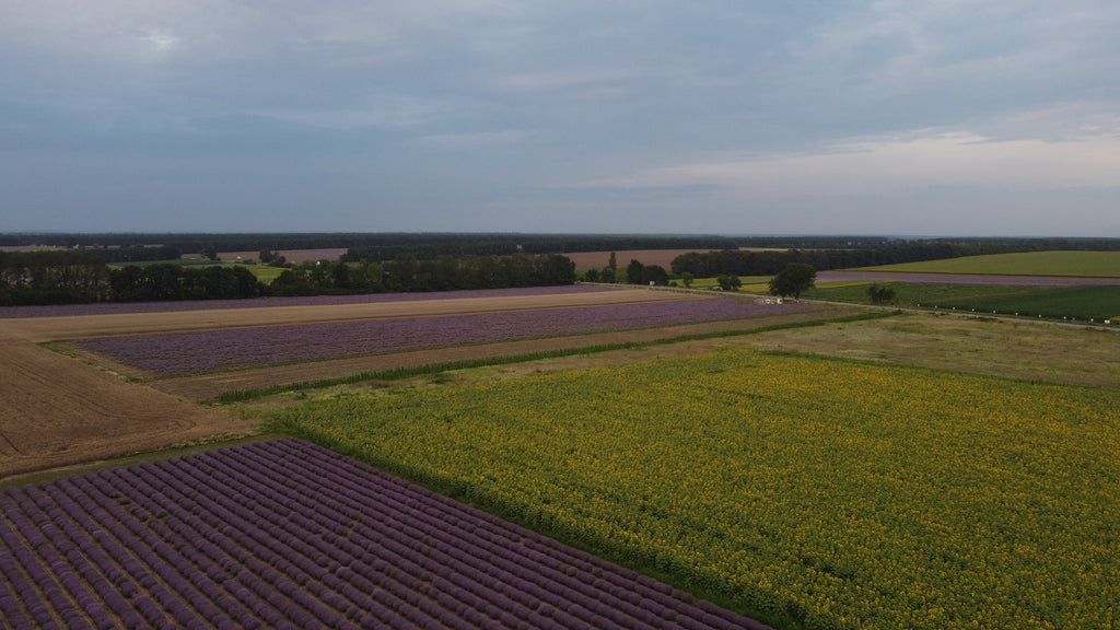 Lavender Essential Oil from Bulgarian Essential Oils - Nature Packaged