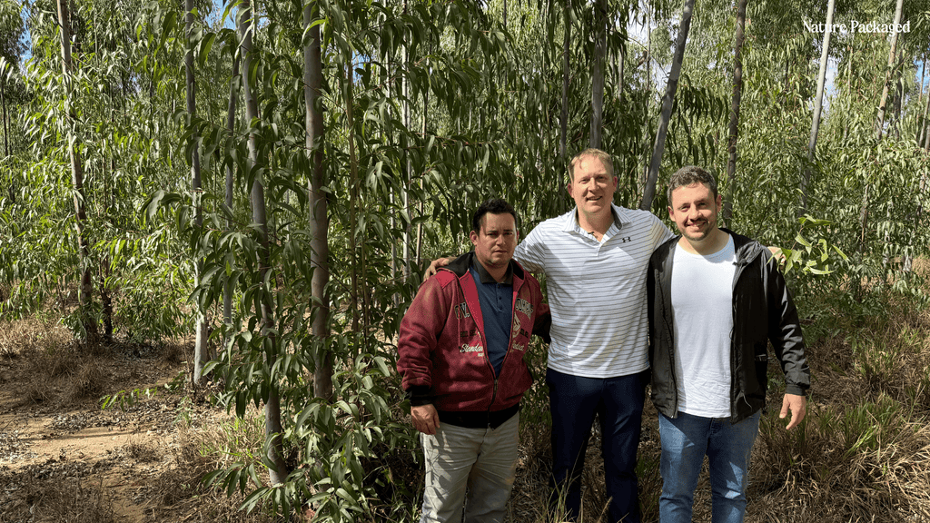 Lemon Eucalyptus Essential Oil from Eucaliptus in Brazil - Nature Packaged