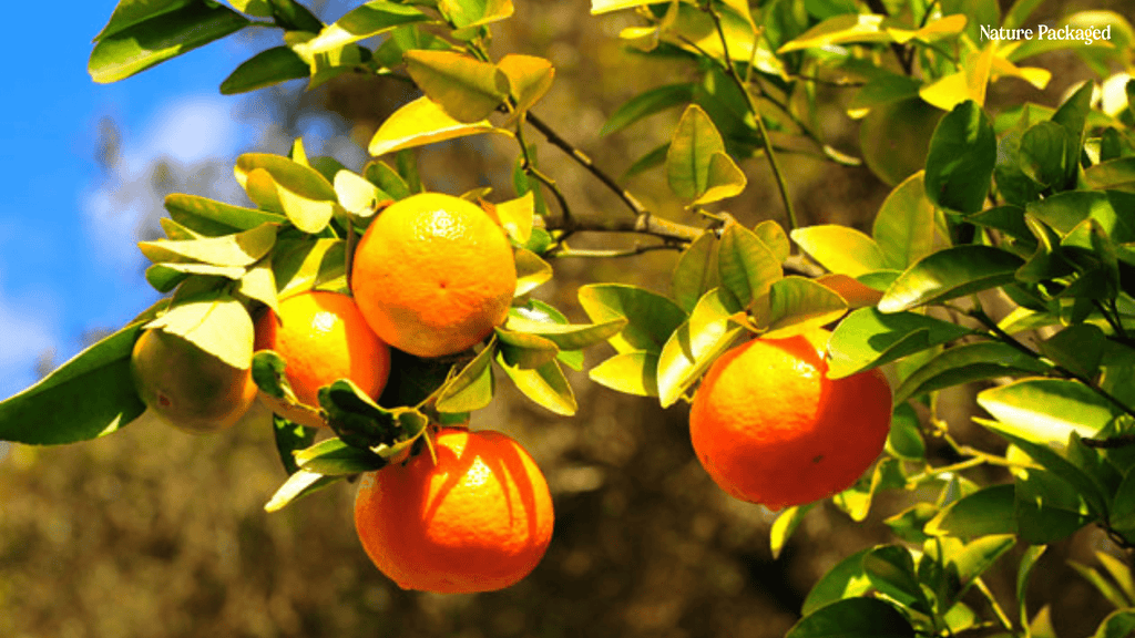 Mandarin Essential Oil from Citrusmade - Nature Packaged