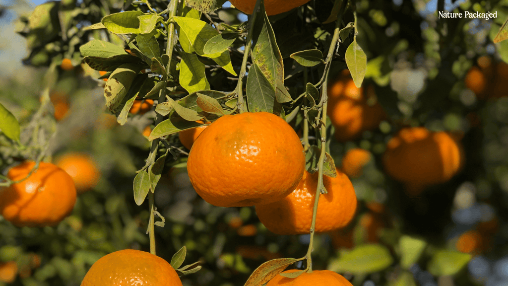 Orange Essential Oil from Citrusmade in Sicily - Nature Packaged