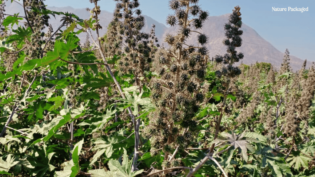 Organic Castor Carrier Oil from Reroot Organic in India - Nature Packaged