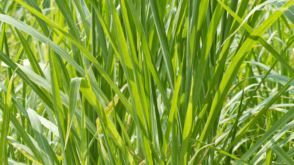 Palmarosa Essential Oil By Norex Flavours from India - Nature Packaged