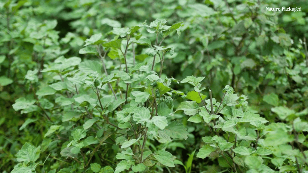 Patchouli Essential Oils from Nature Packaged - Nature Packaged