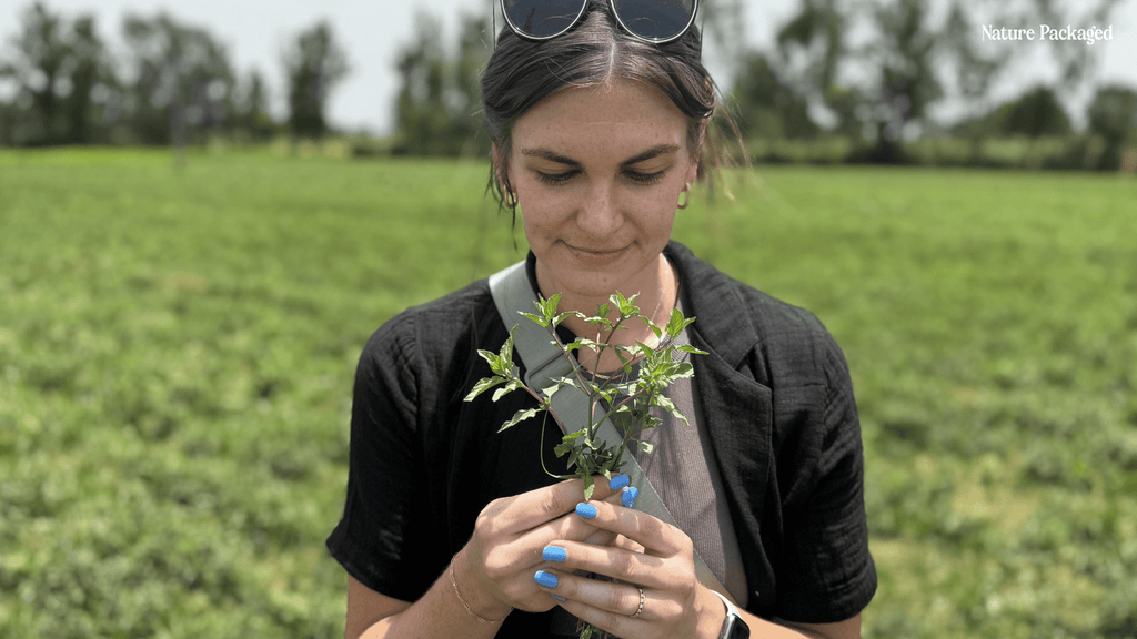 Peppermint Essential Oils from Norex Flavours - Nature Packaged