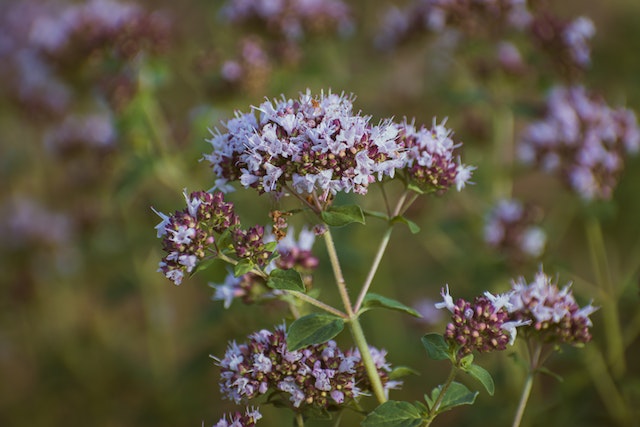 Discover the Magic of Marjoram from Essential Oils of Egypt