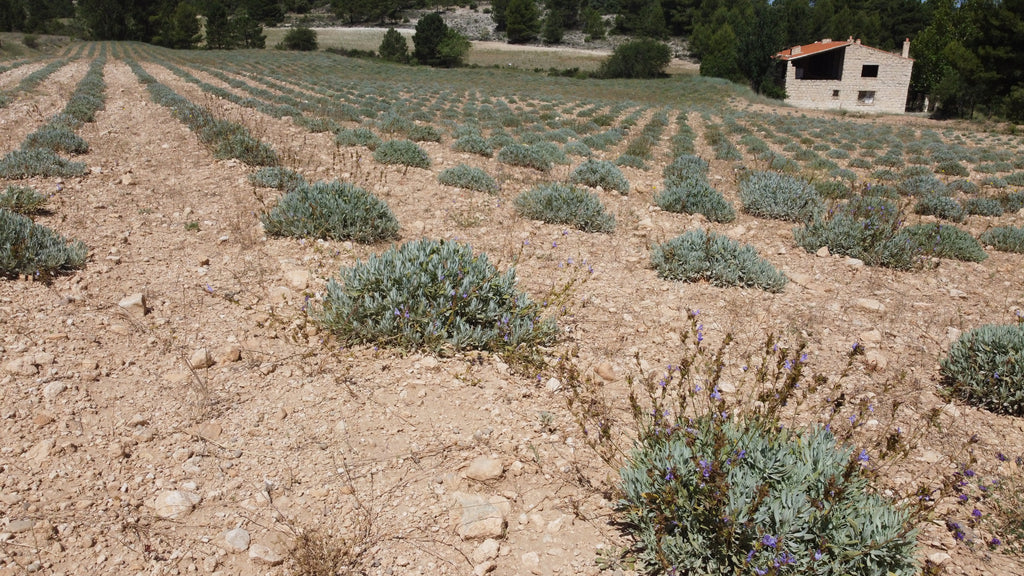 Sage Essential Oils from Essential Oils SL - Nature Packaged