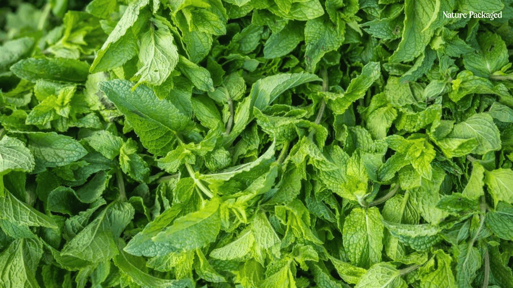 Spearmint Essential Oil from Essential Oils India - Nature Packaged