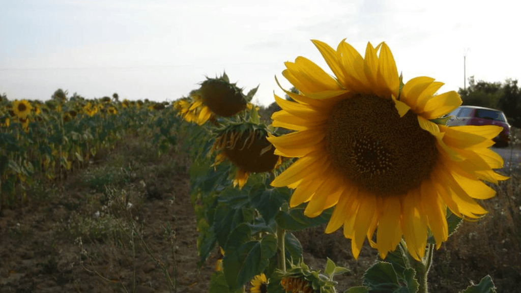 Sunflower Oil from EIR Oils - Nature Packaged