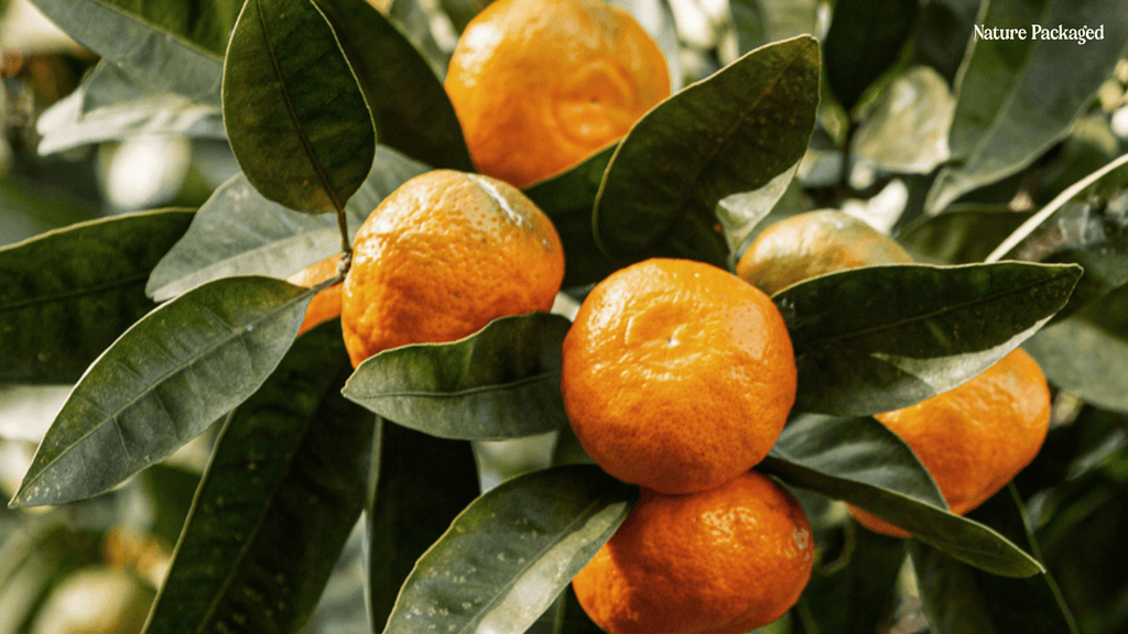 Tangerine Essential Oil from Citrusmade - Nature Packaged