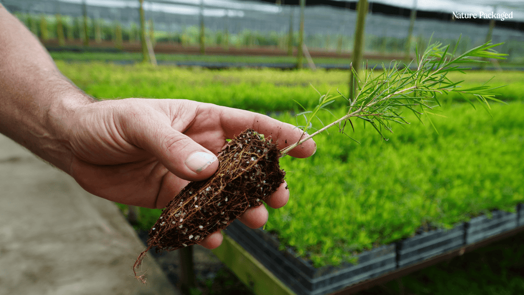 Tea Tree Essential Oil from KwaZulu Botanicals in South Africa - Nature Packaged