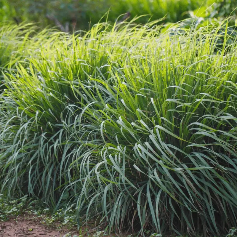 Nature Packaged Lemongrass Essential Oil