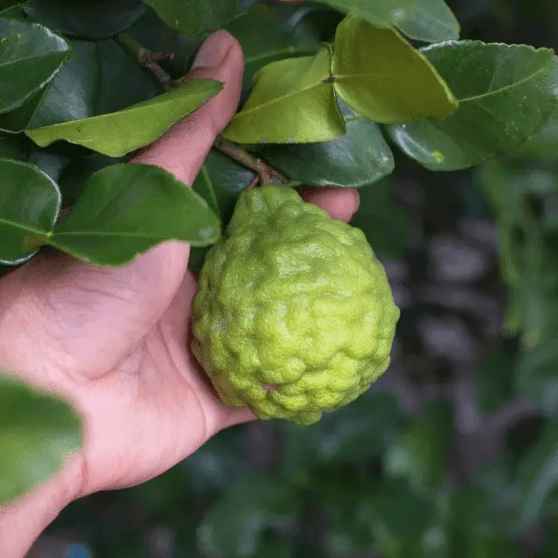 Bergamot Essential Oil - From Citrusmade - Nature Packaged