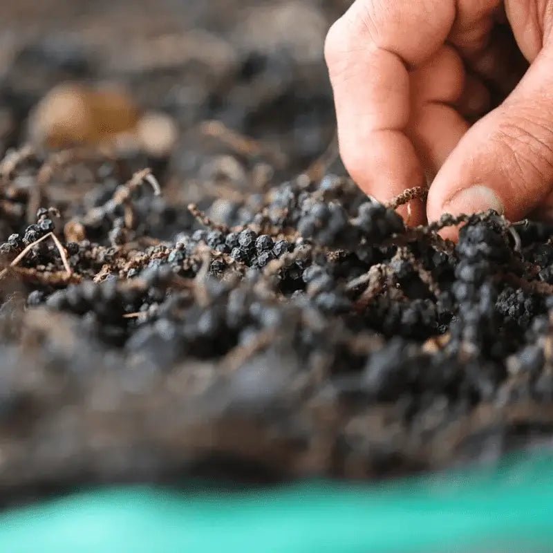 Black Pepper Essential Oil - From Malagassi Essential Oils - Nature Packaged