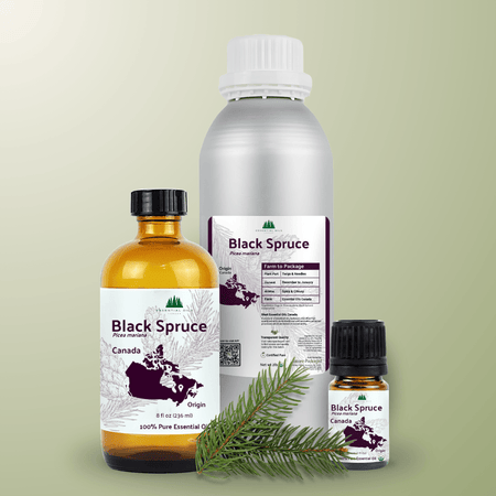 Black Spruce Essential Oil - From Essential Oils Canada