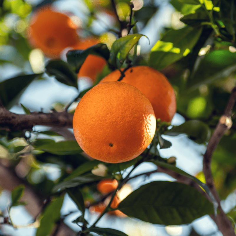 Blood Orange Essential Oil - From Citrusmade - Nature Packaged