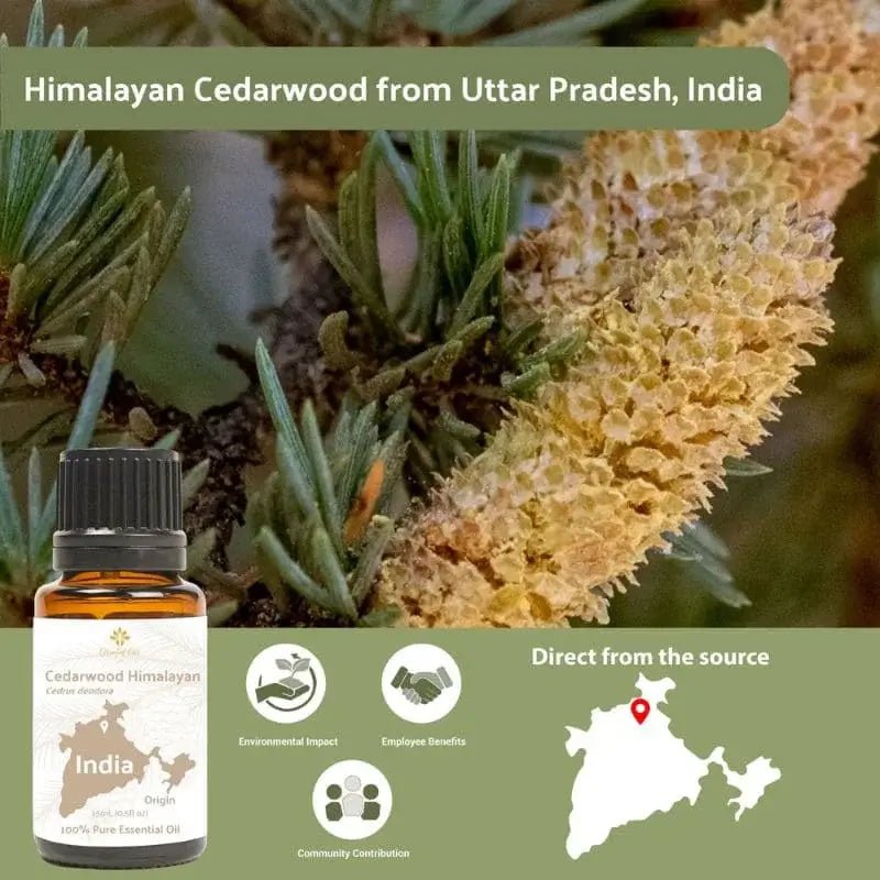 Cedarwood (Himalayan) Essential Oil - From Essential Oils India - Nature Packaged