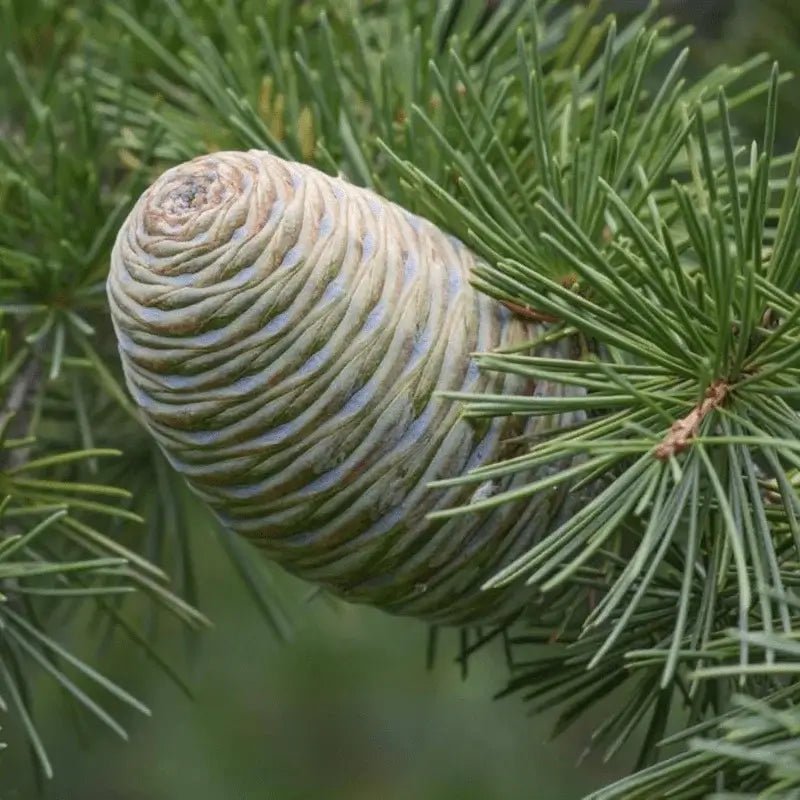 Cedarwood (Himalayan) Essential Oil - From Essential Oils India - Nature Packaged