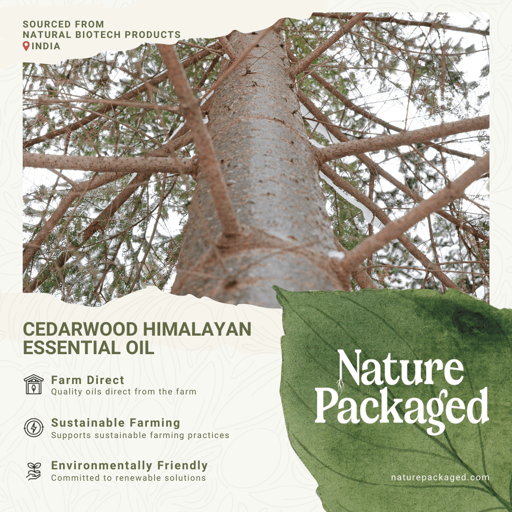 Cedarwood (Himalayan) Essential Oil - From NBT India - Nature Packaged