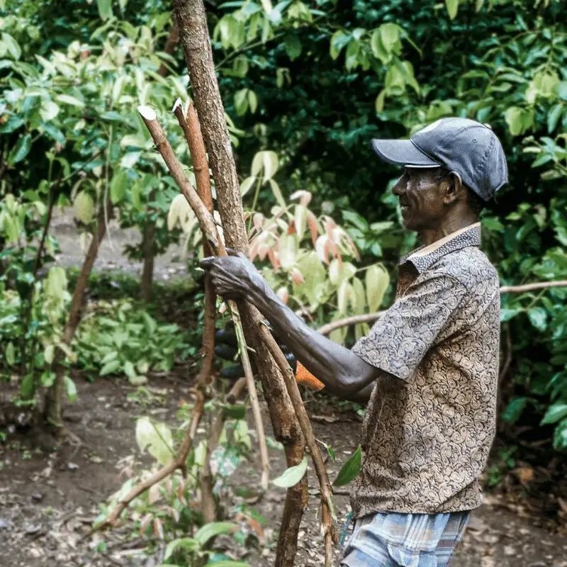 Cinnamon Essential Oil - From HDdeS - Nature Packaged