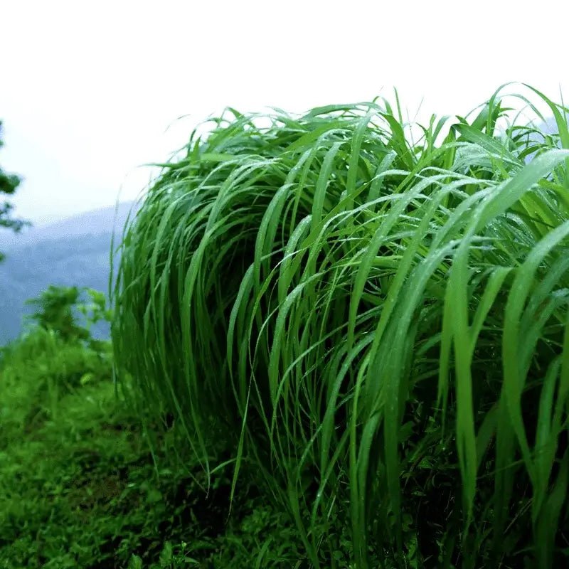 Citronella Essential Oil - From Indonesian Essential Oils - Nature Packaged