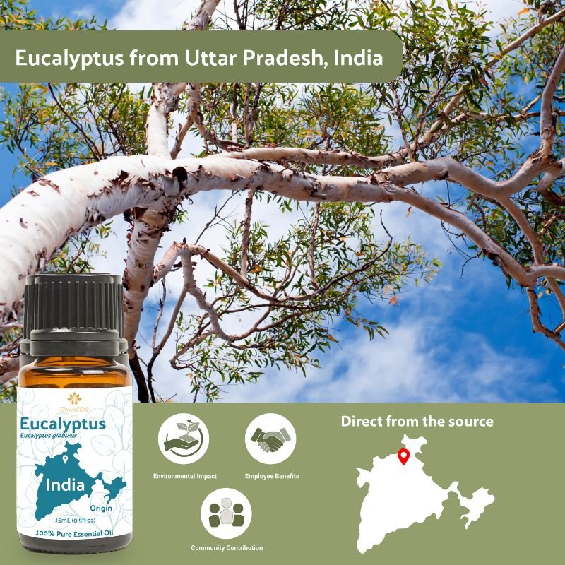 Eucalyptus Essential Oil - From Essential Oils India - Nature Packaged