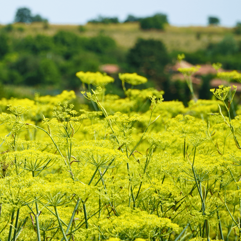 Fennel Sweet Essential Oil - From Balkan Essential Oils - Nature Packaged