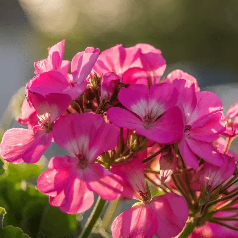 Geranium Essential Oil - From Essential Oils Egypt - Nature Packaged