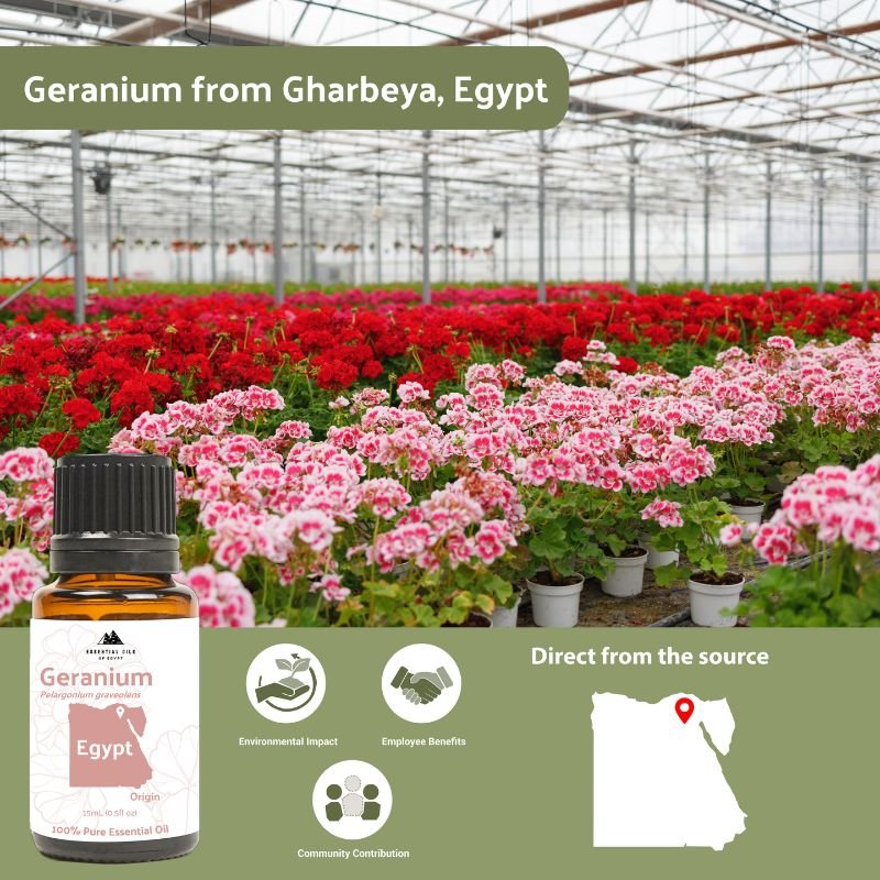 Geranium Essential Oil - From Essential Oils Egypt - Nature Packaged