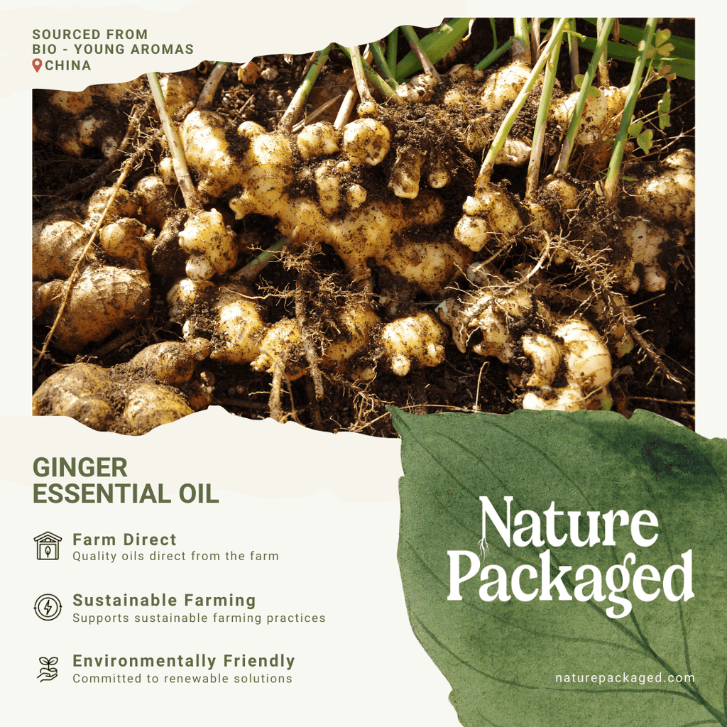 Ginger Root Essential Oils - From Bio - Young Aromas - Nature Packaged