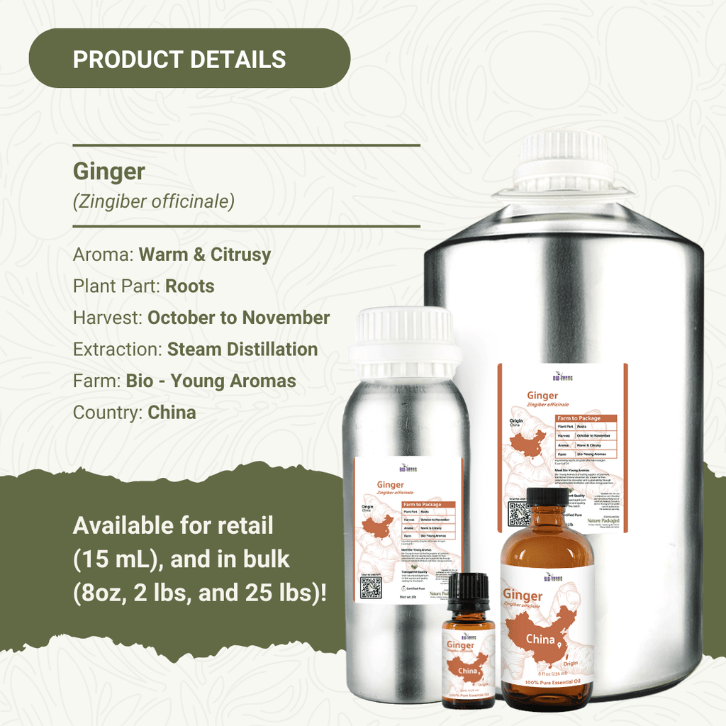 Ginger Root Essential Oils - From Bio - Young Aromas - Nature Packaged