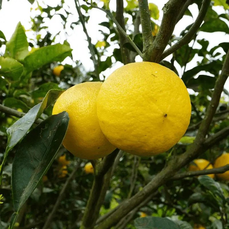 Grapefruit Pink Essential Oil - From Citrusmade - Nature Packaged