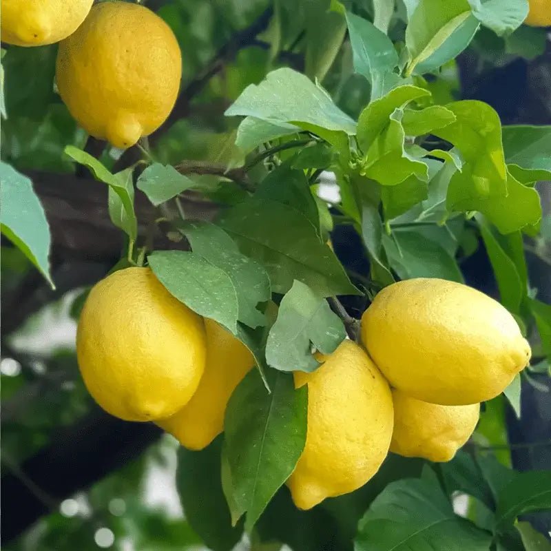 Lemon Essential Oil - From Argentinian Lemon Essentials - Nature Packaged