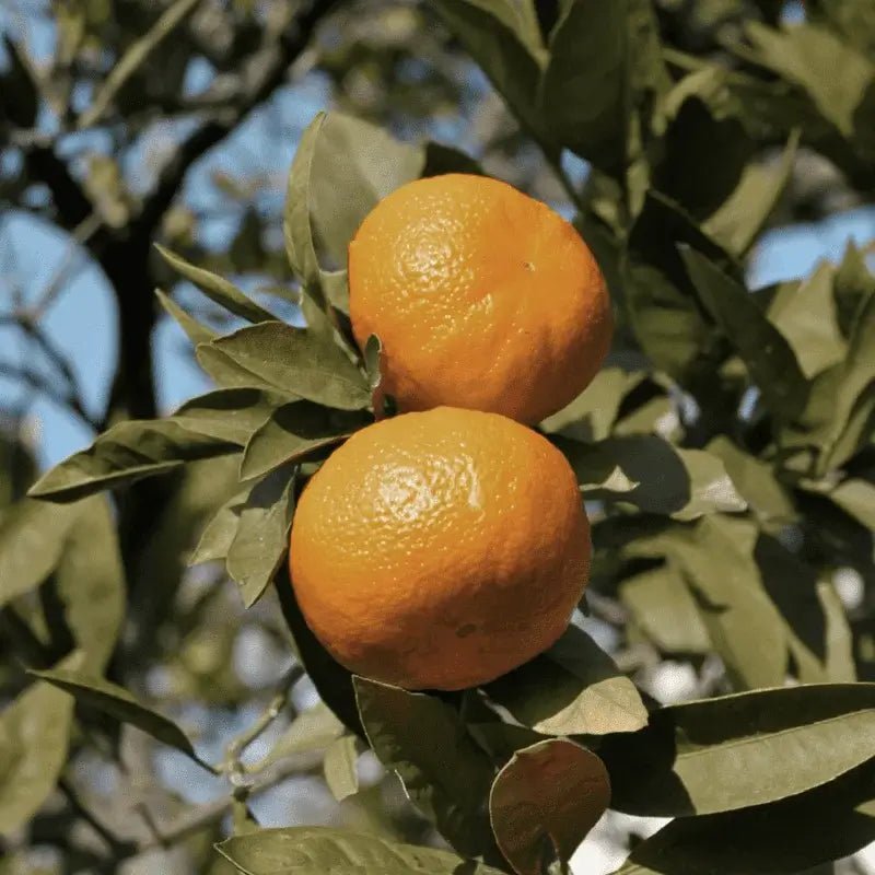 Mandarin Essential Oil - From Citrusmade - Nature Packaged