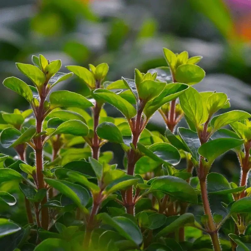 Marjoram Essential Oil - Essential Oils Egypt - Nature Packaged