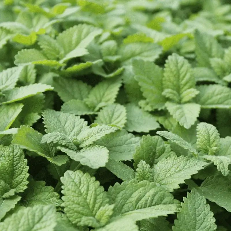 Melissa Essential Oil - From Bulgarian Essential Oils - Nature Packaged