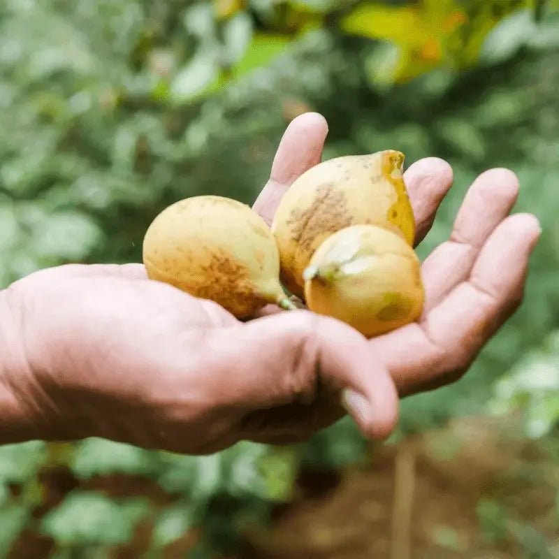 Nutmeg Essential Oil - From Indonesian Essential Oils - Nature Packaged