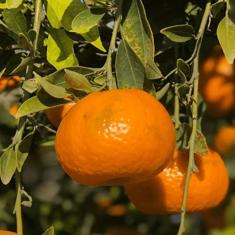 Orange (Sweet) Essential Oil - From Citrusmade - Nature Packaged