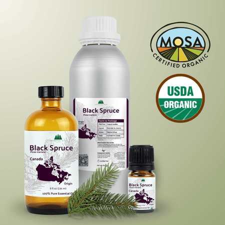Organic Black Spruce Essential Oil - From Essential Oils Canada