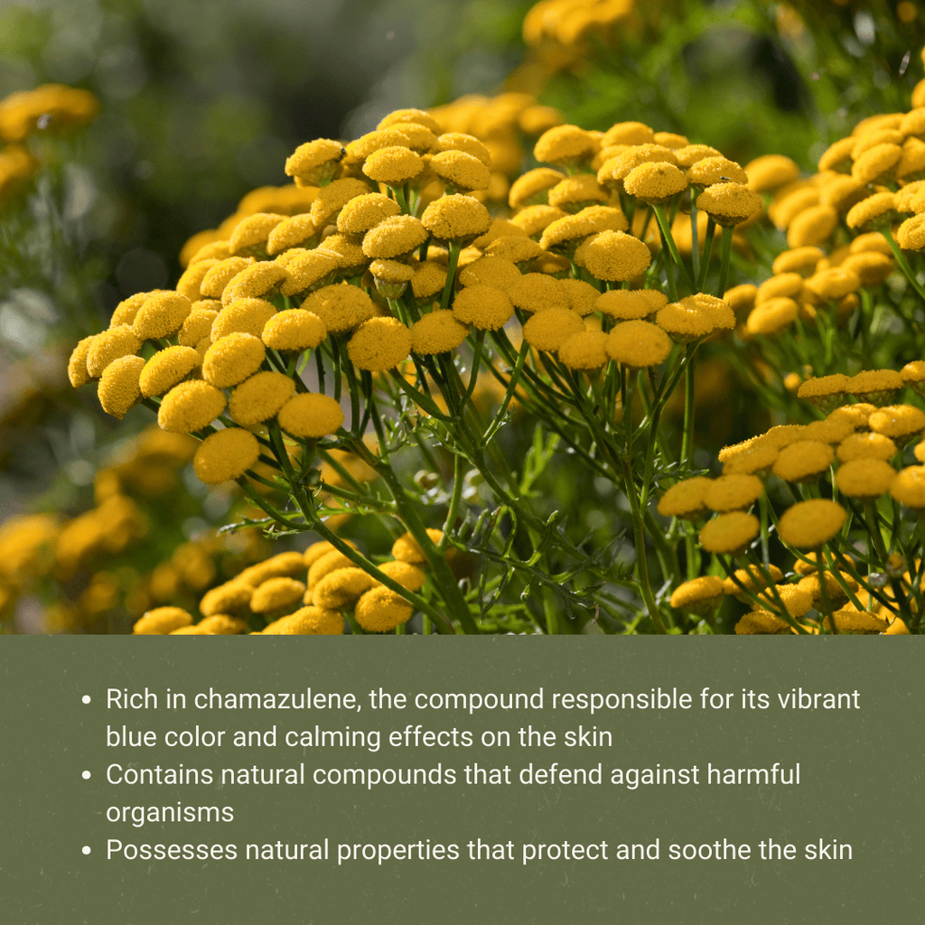 Organic Blue Tansy Essential Oils - From Malagassi Essential Oil - Nature Packaged