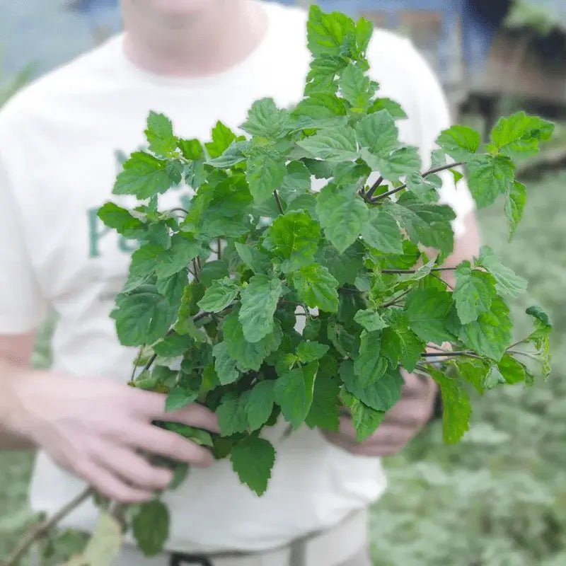 Patchouli Essential Oil - From Indonesian Essential Oils - Nature Packaged