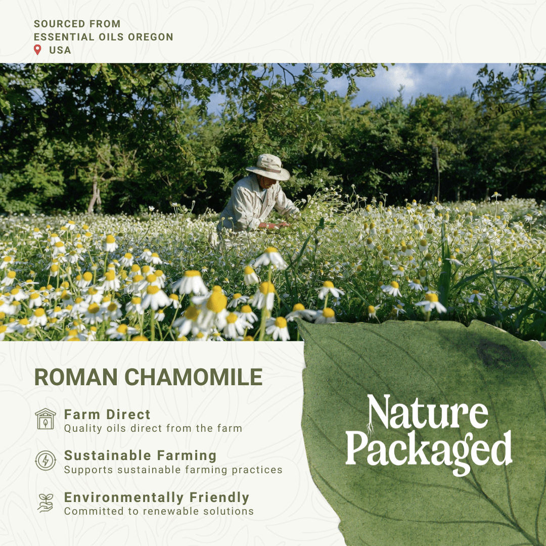 Roman Chamomile Essential Oil (Steam Distilled) at ₹ 22881/kg in Bahadurgarh Roman Chamomile Essential Oil (Steam Distilled) at ₹ 22881/kg in Bahadurgarh