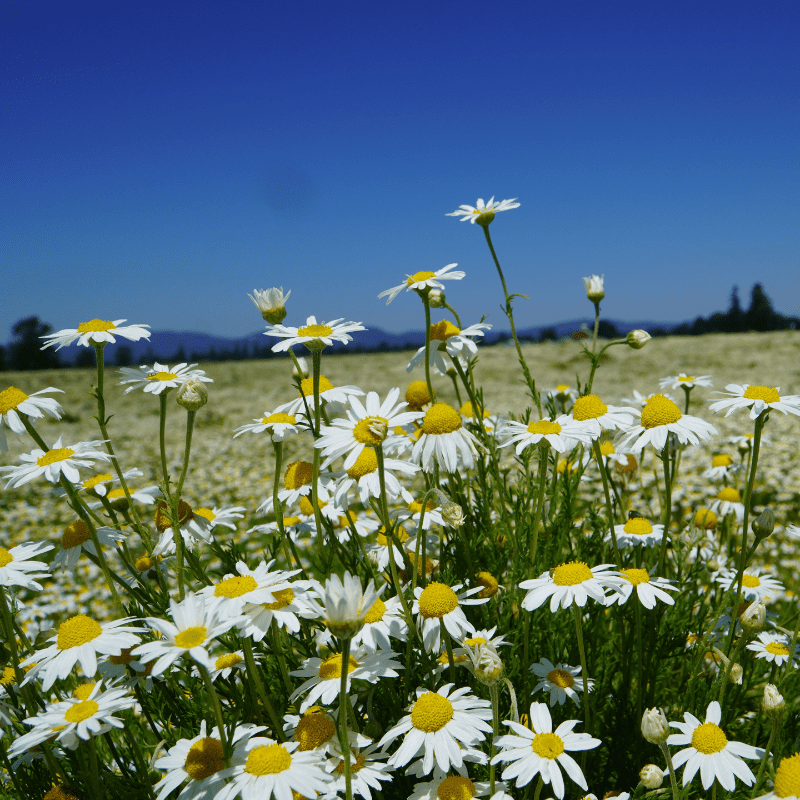 Roman Chamomile Essential Oil - From Essential Oils Oregon, USA - Nature Packaged