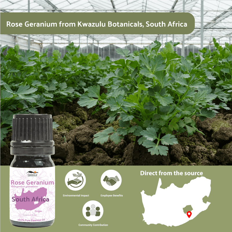 Rose Geranium Essential Oil - From KwaZulu Botanicals - Nature Packaged