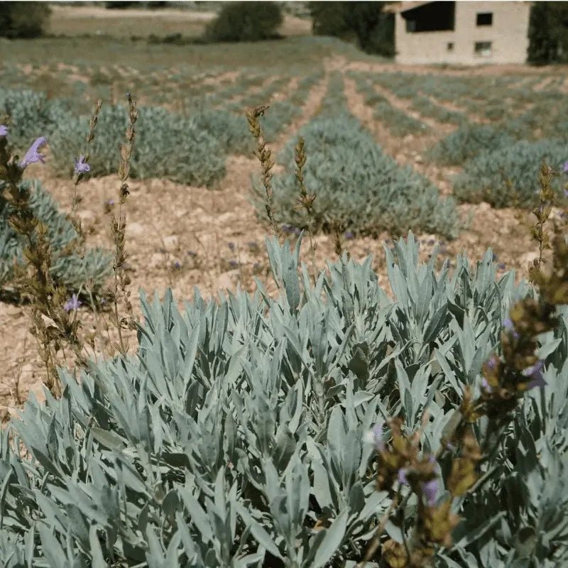 Sage Essential Oil - From Essential Oils SL - Nature Packaged